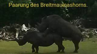 Das Nashorn bei der Paarung #Love #Liebe #Nashorn #Sex #Paarung #Breitmaul #LOVENATURE
