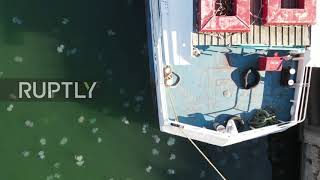 Ukraine: Odessa Sea Station filled with thousands of jellyfish