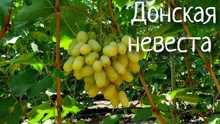 Донская невеста - гибридная форма винограда