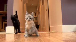Tippy.mov @ Meow Cat Rescue Kirkland WA 425 822 6369