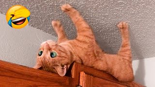 Funnist Animal Videos 2022 - Funny Dogs And Cats Videos ????