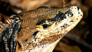 Exotic Jungle Snakes Lizards Reptiles Frogs Nature Wildlife by BK Bazhe.com