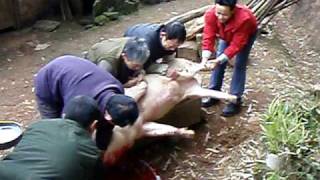 Pig Slaughter  in Tong Nan, China