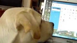 Brady the Yellow Labrador Retriever  vs the Cursor