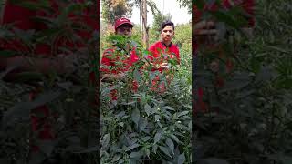 CMK LOCKER TELUN BERASAP LOKAL KERINCI,JAMBI