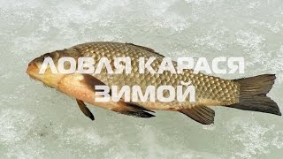 Ловля карася зимой | Зимняя ловля карася