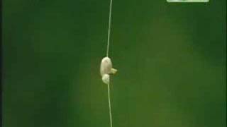Kitayskij Robin Gud ( vam slabo )
