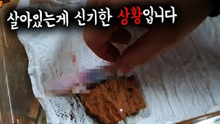 살아있는게 더 신기하네 ㄷㄷ;; 이건 부모님도 문제에요  더이상 데려오지 말아주세요