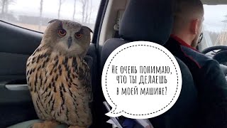 Сова Ёль выехала в столицу на личном авто. На бал! Кутить!