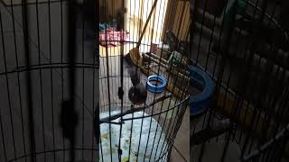 trotol murai jantan usia 2bulan