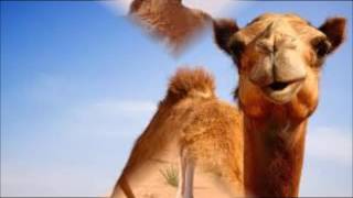 Camel Sounds - Animals Good Voices