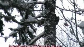 Лайки. Охота на Соболя Гуманным капканом ДКА-1.