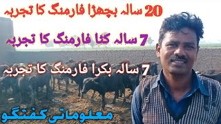 Seven years experience Katta farming| Katta (Calf) Farming Fake|How to Start Katta (Calves) Farming