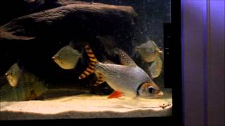 150 gallon tank feeding