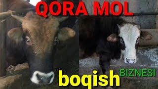 UZBDA QORA MOL (NOVVOS) BOQISH ?