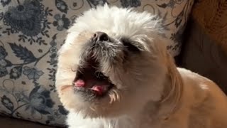 Family brings home a dog. And discover his bizarre reaction to one food.