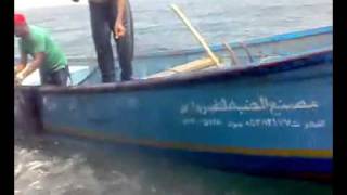 صيد سمك الصوفع وبلغت الكمية المصطادة 16000 حوت قبالة سواحل ابين