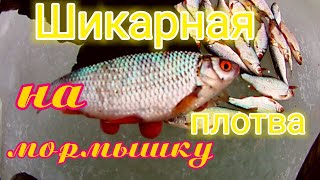 ЗАЧЕТНАЯ ПЛОТВА!И ПОЛ ведра живца,свежий воздух и РЫБАЛКА УДАЛАСЬ!!!