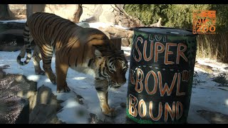 Who would Win Tiger vs Ram - Cincinnati Zoo