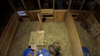 LIVE Goat Cam - Babies Now and More Births SOON!