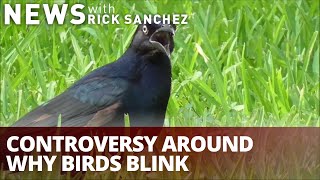 Blinking birds: New research sparks controversy