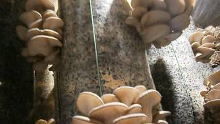 Вешенка. Сколько можно собрать гриба с одного грибного блока. Oyster mushroomMushroom picking.