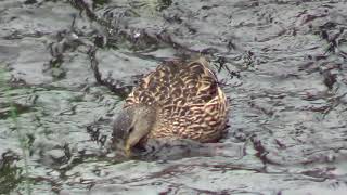 Baby Mallard