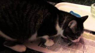Кто слышал, как рычит кот Бучик? ( like a cat growls )