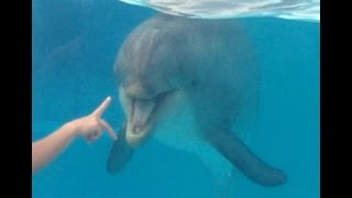 Damsxi Training Session | Dolfinarium Harderwijk