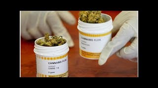 Emiten lineamientos para el uso medicinal de la marihuana