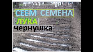 Посев семян лука чернушки