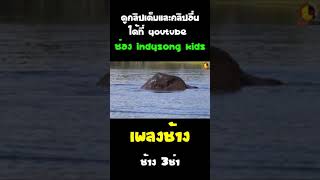 เพลงช้าง 3ช่า #เพลงช้าง #shorts