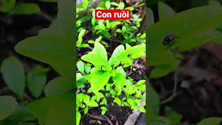 Bé nhận biết con ruồi / Dạy trẻ thông minh sớm #daybehoc #daybetapnoi #daytrethongminhsom