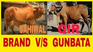 Duniya Me GOMATA Palan Hi Srestha kamhe // Gir Sahiwal Tharparkar Haryana Semen ODISHA Puri  Me  He