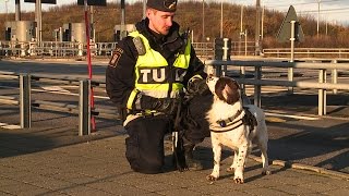 Zak är Sveriges bästa narkotikasökhund
