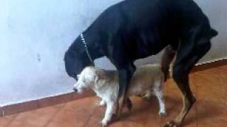 Dog mating fail