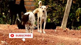 New Rural Dogs !! Dog Meeting for the Summer Season in Village.