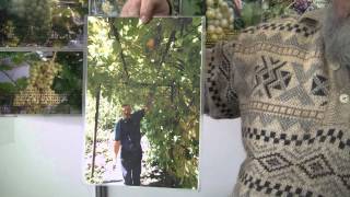 Виноград северных широт Виноградарь Сергеев
