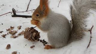 Белка, банановая кожура и шишка в конце / Squirrel, banana peel and a bump at the end