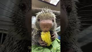 Rico eating corn - Cincinnati Zoo