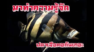 [FF] EP.2 ปลาเสือตอ
