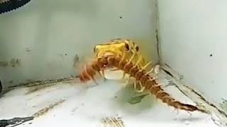 Peixe comendo ESCORPIÃO COBRA SAPO