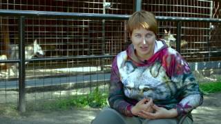 ДОМ ВОЛКА Семинар Юлии Исламовой "Психология взаимоотношения с волками"
