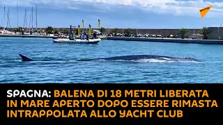#Spagna: balena di 18 metri liberata in mare aperto dopo essere rimasta intrappolata allo Yacht Club