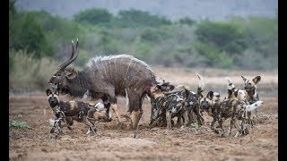 антилопа Nyala пассивный, Под атакой диких собак - живая природа, тигр