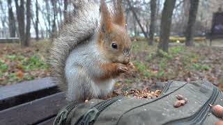 Кормлю Копию и белку с Лапкой / I feed Copy and a squirrel with a Paw