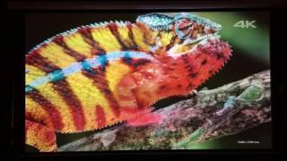 Optoma 4k projector test