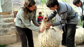 IAAS Tajikistan