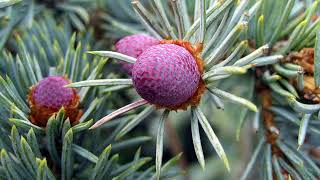 Hoopsii ezüstfenyő / Picea pungens 'Hoopsii'