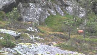 hjorte jAKT SANDEID